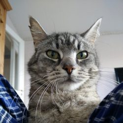 katt